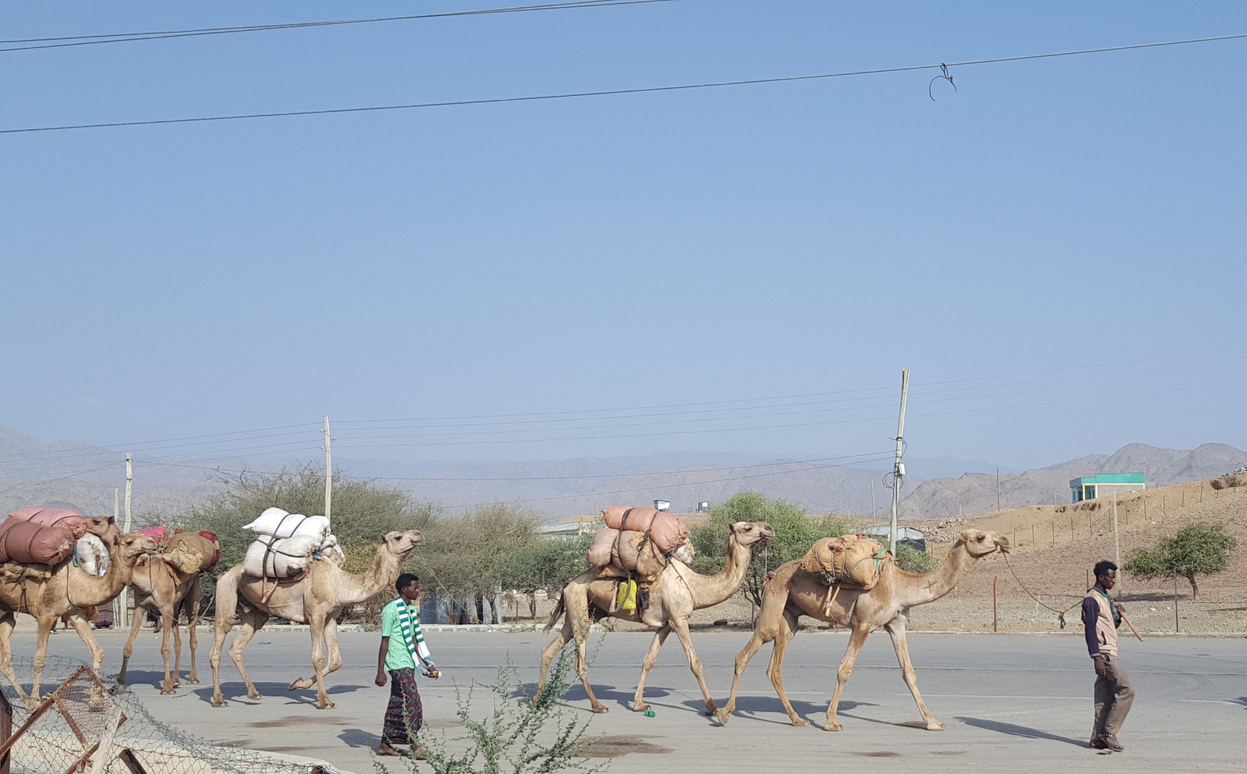 Extreme-droogte-Ethiopie-Berhale