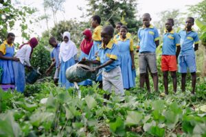 Edukans-2025-March-Malawi-Basic-Education-Eco-star-schools Teacher Shadrick Joseph class year 7 in schoolgarden watering the plants boy - small