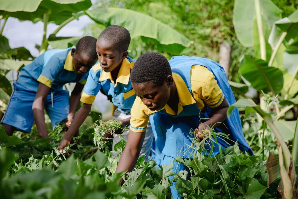 Edukans-2025-March-Malawi-Basic-Education-Eco-star-schools Year 7 and Teacher Shadrick Joseph and Children vegetable garden weeding - small